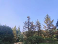 -铁山坪森林公园