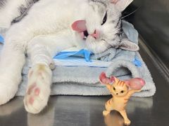 -艾贝尔宠物医院·狂犬免疫点(江山金象城店)