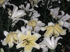-花博汇(知音花月夜)