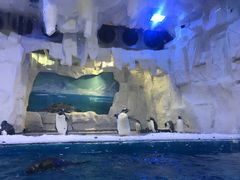 -华夏文旅海洋公园