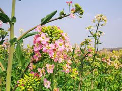 -中国天府农业博览园