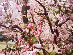 -大宁郁金香公园-停车场