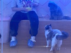-猫冇咖·家门口的撸猫馆(大融城店)