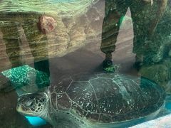 -广东惠东海龟国家级自然保护区