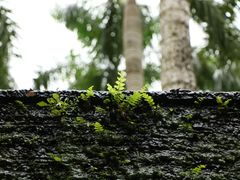 -三亚南山文化旅游区