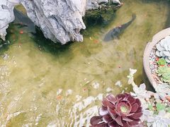 -双廊杨记石锅鱼石锅牛肉