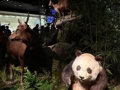 -四川大学博物馆