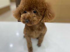 -天宠宠物医院24小时·急重症诊疗中心·全科·腔镜特色(和平分院)