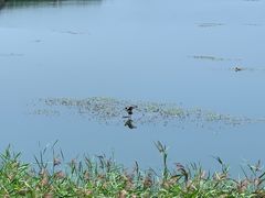 -野鸭湖国家湿地公园