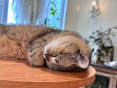 -共舞时光猫咖·狗咖(新街口店)