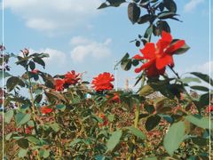 -北京鹿世界主题园