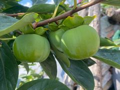 -樂桃源奉贤黄桃种植采摘基地