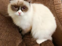 -猫色咖啡·猫咖