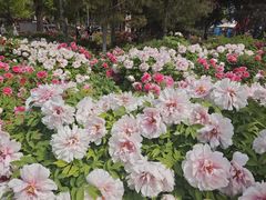 -石家庄市植物园