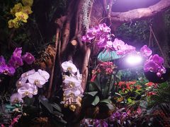 -正佳雨林生态植物园