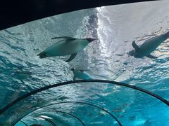 -珠海长隆海洋王国