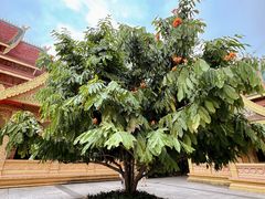 -西双版纳勐泐文化旅游区