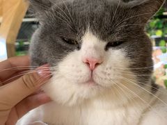 -猫和宫(六道口店)