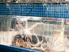 -东海章鱼馆(恒瑞街店)