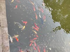 -南湖梦幻岛