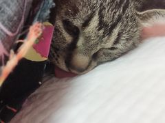 -瑞派福兴宠物医院犬猫全科·骨科·中西医结合(河东店)