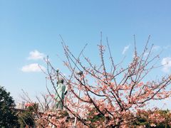 -台场海滨公园船码头