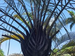 -中国科学院西双版纳热带植物园