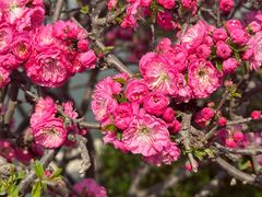 -石家庄市植物园