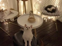 -喵zoo家庭繁育猫舍(尖东智能花园店)