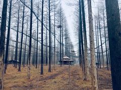 -黄海国家森林公园