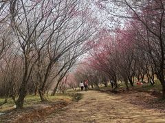 -南京市江宁方山