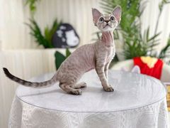 -山宅一喵德文卷毛猫舍