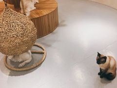 -飞行喵MR PILOT|猫舍·猫咖(静安大融城店)