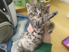 -萌兽医馆·宠物医院·猫骨科(创景店)