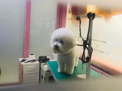 -全心全意连锁动物医院·微创中心·内科急重症·心脏专科(丰管路店)