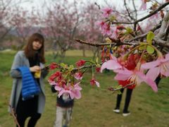 -天适樱花悠乐园