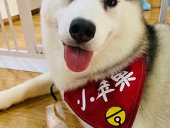 -Husky Go! 哈士奇体验馆·宠物咖啡厅狗咖