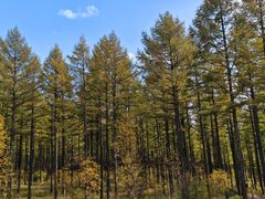 -塞罕坝国家级自然保护区