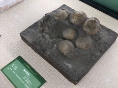 -珠海市博物馆