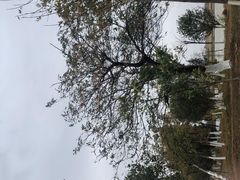 -瑶湖郊野森林公园