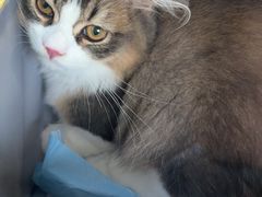 -momokira米努特·德文卷毛猫·棉花面纱犬