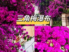 -神仙树公园