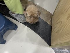 -芭比堂动物医院(广州爱宠下渡路分院)