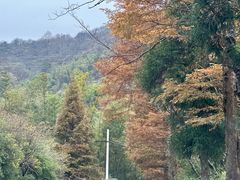 -大围山国家森林公园