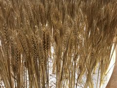 -洋洋广场(南街店)