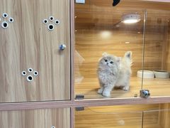 -猫十亿·布偶金渐层·曼基康矮脚猫舍(青年路店)
