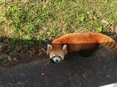 -合肥野生动物园
