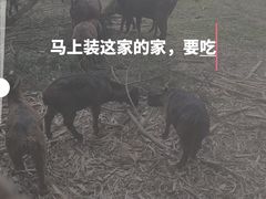 -正宗简阳一品鲜羊肉汤(金河路店)