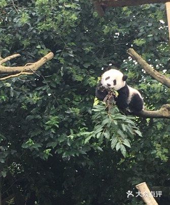 熊猫基地游玩攻略～可爱的大熊猫🐼