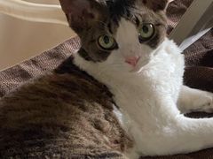 -momokira米努特·德文卷毛猫·棉花面纱犬